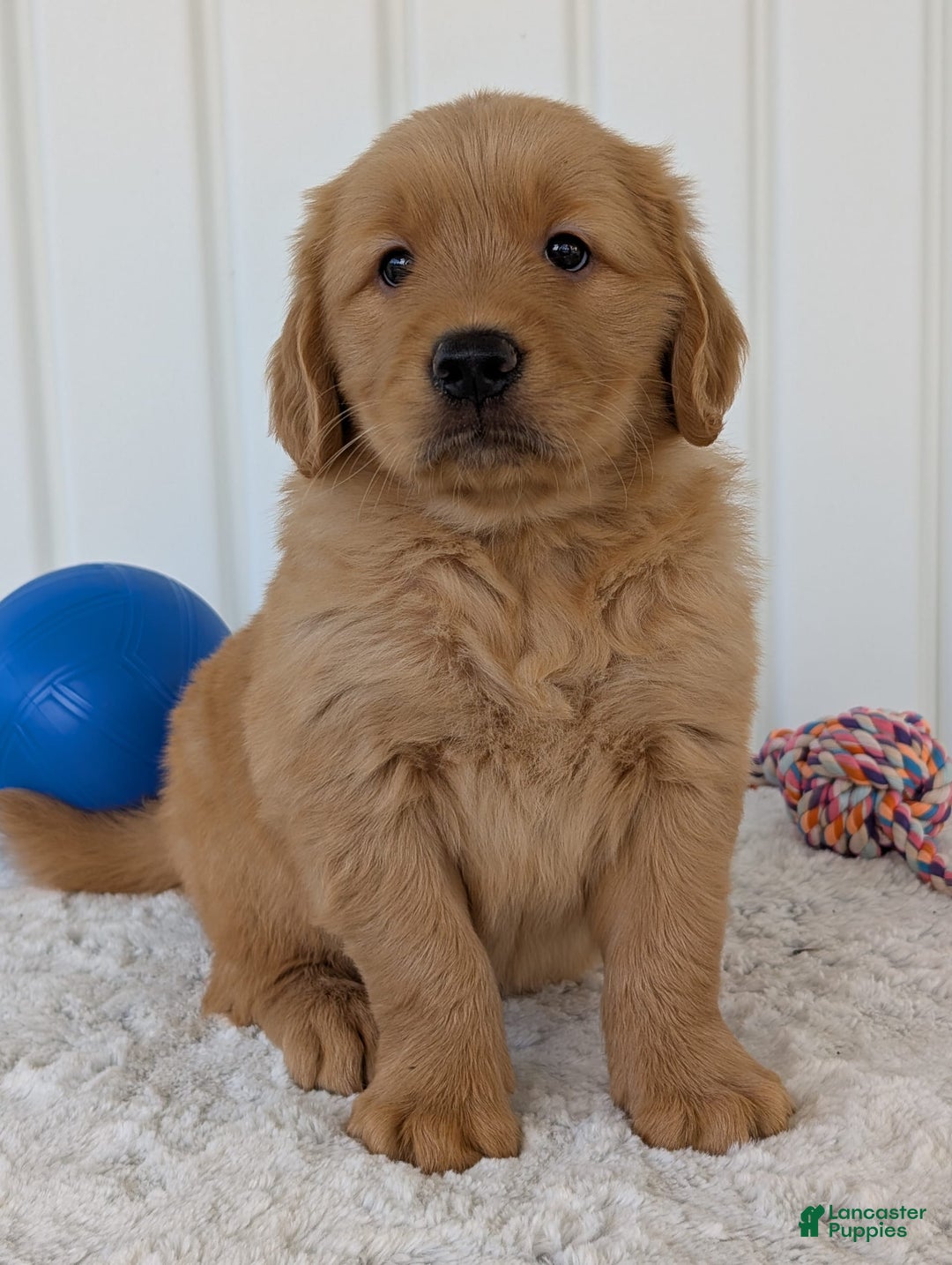 Golden Retriever dogs for sale: Brady - Image 10
