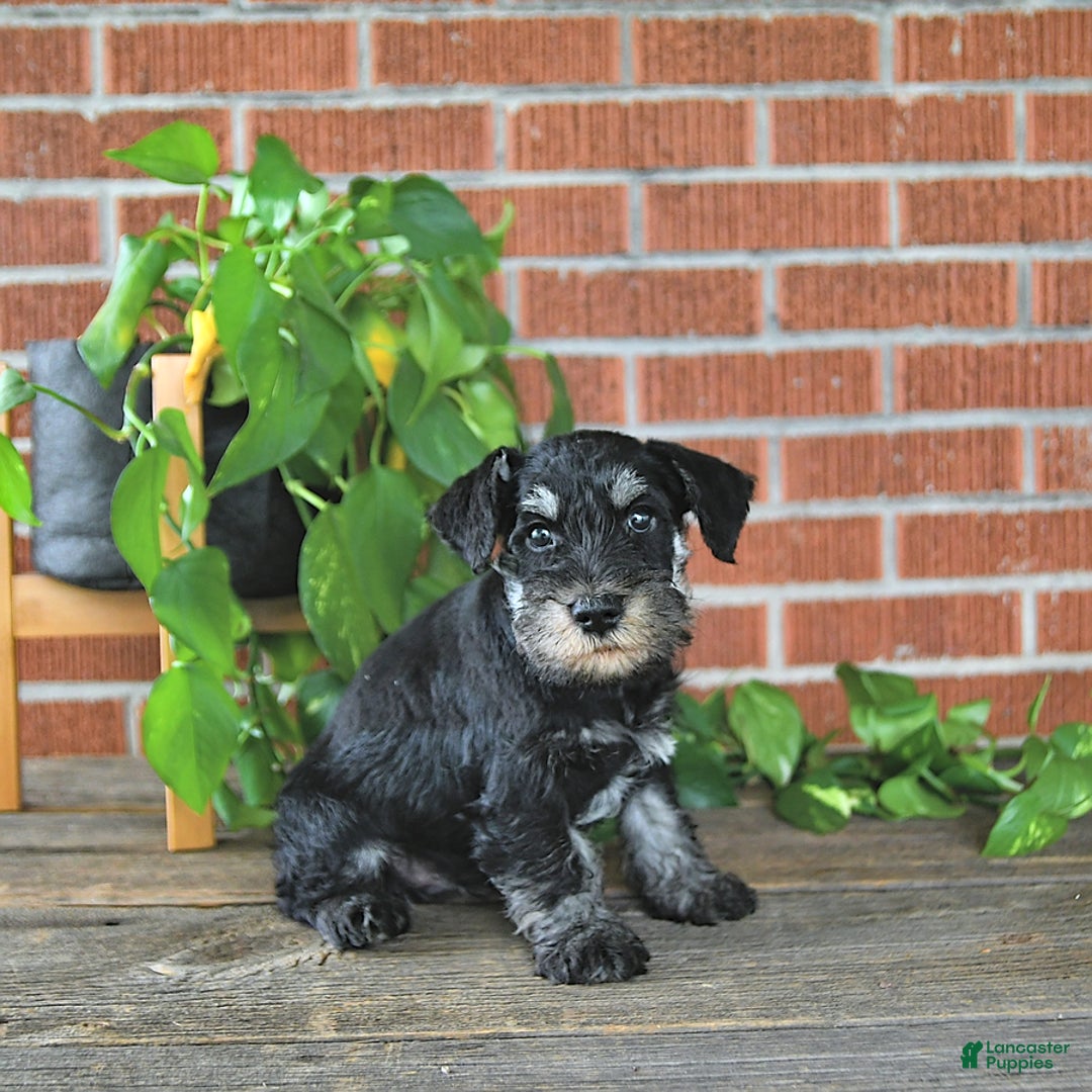 Miniature Schnauzer dogs for sale: Hector Champion Blood - Image 5
