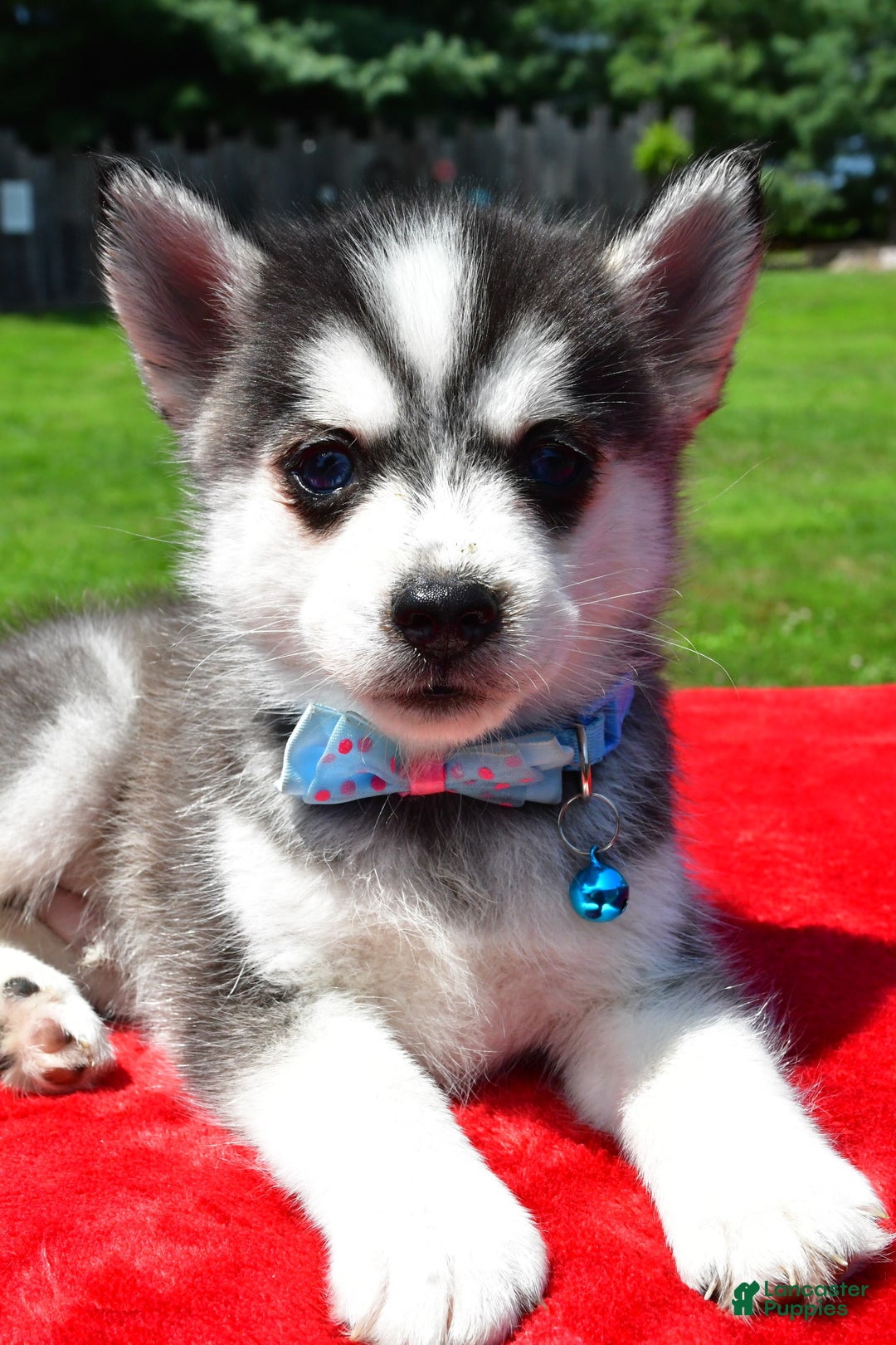 Pomsky dogs for sale: Cole - Image 2