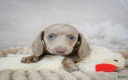 Miniature Dachshund dogs for sale: Dash - Image 9