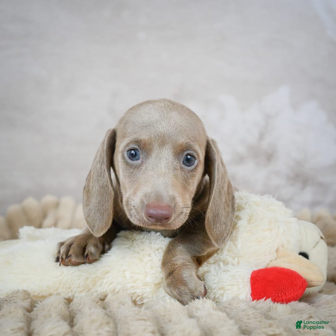 Miniature Dachshund dogs for sale: Dash - Image 9
