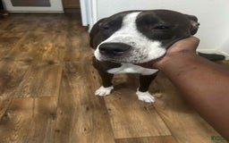 American Pit Bull Terrier dogs for sale: Roe - Image 3
