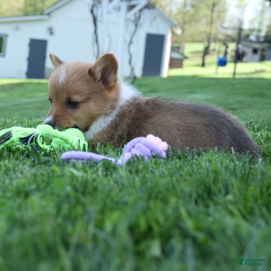 Welsh Corgi Pembroke dogs for sale: Garrett - Image 14