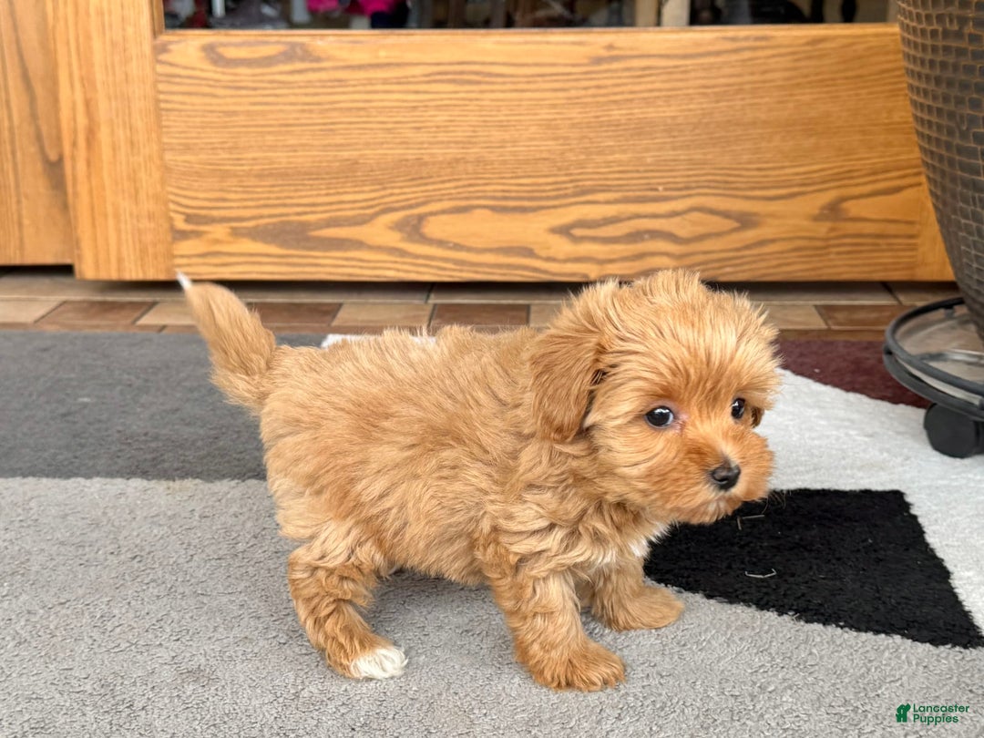 Maltipoo dogs for sale: Macon - Image 3