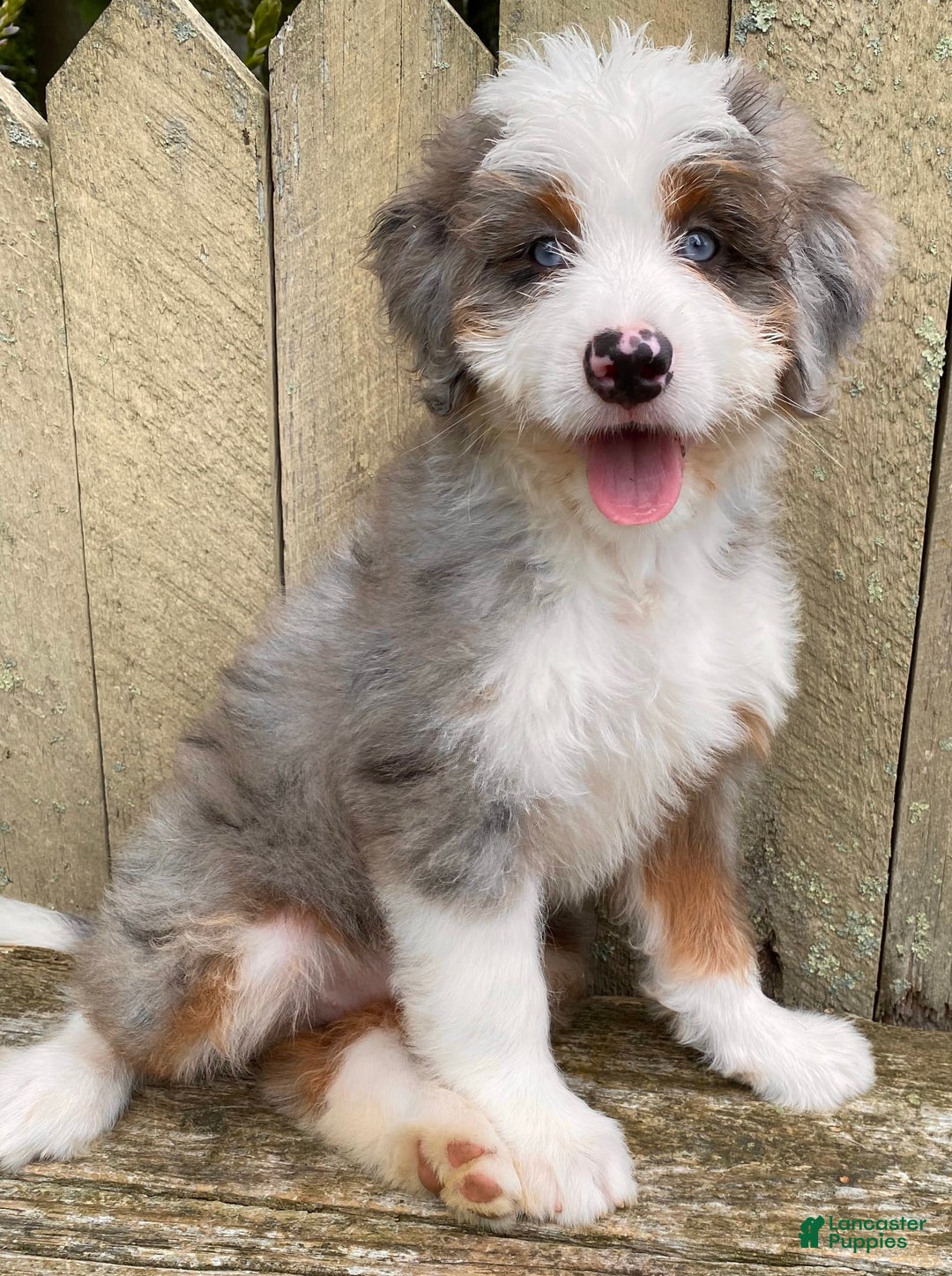 Mini Bernedoodle dogs for sale: 💜 Boston Ma 💜 Mini Bernedoodle - Image 24
