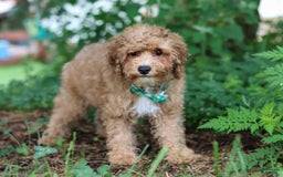 Yorkiepoo dogs for sale: Max - Image 12