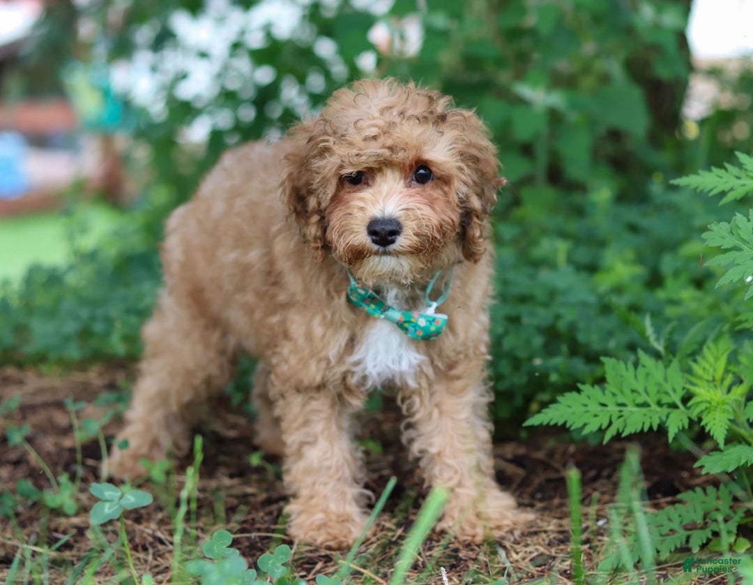Yorkiepoo dogs for sale: Max - Image 12