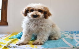 Mini Goldendoodle dogs for sale: Buster - Image 18