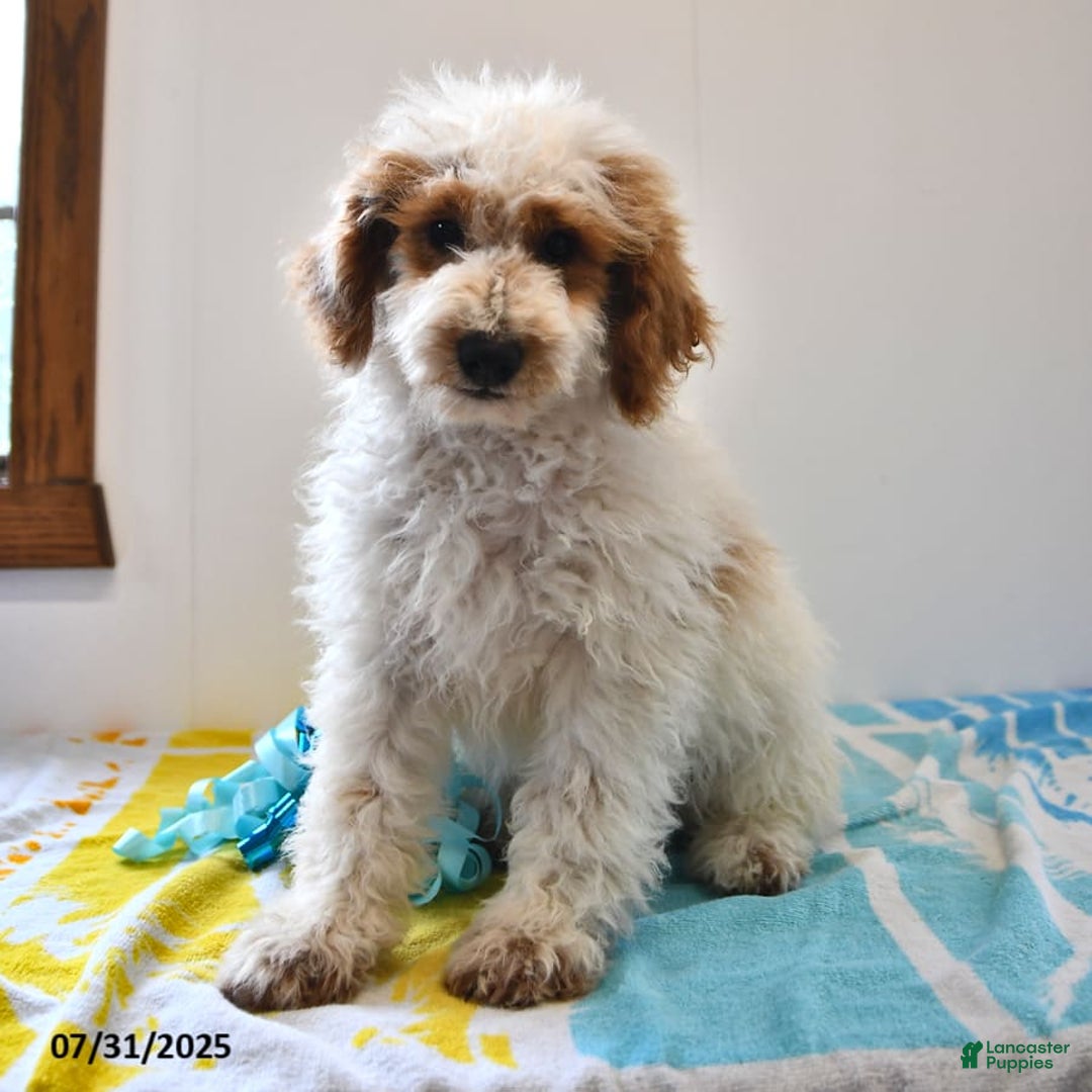 Mini Goldendoodle dogs for sale: Buster - Image 18