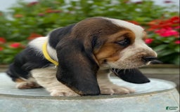Basset Hound dogs for sale: Isabelle - Image 21