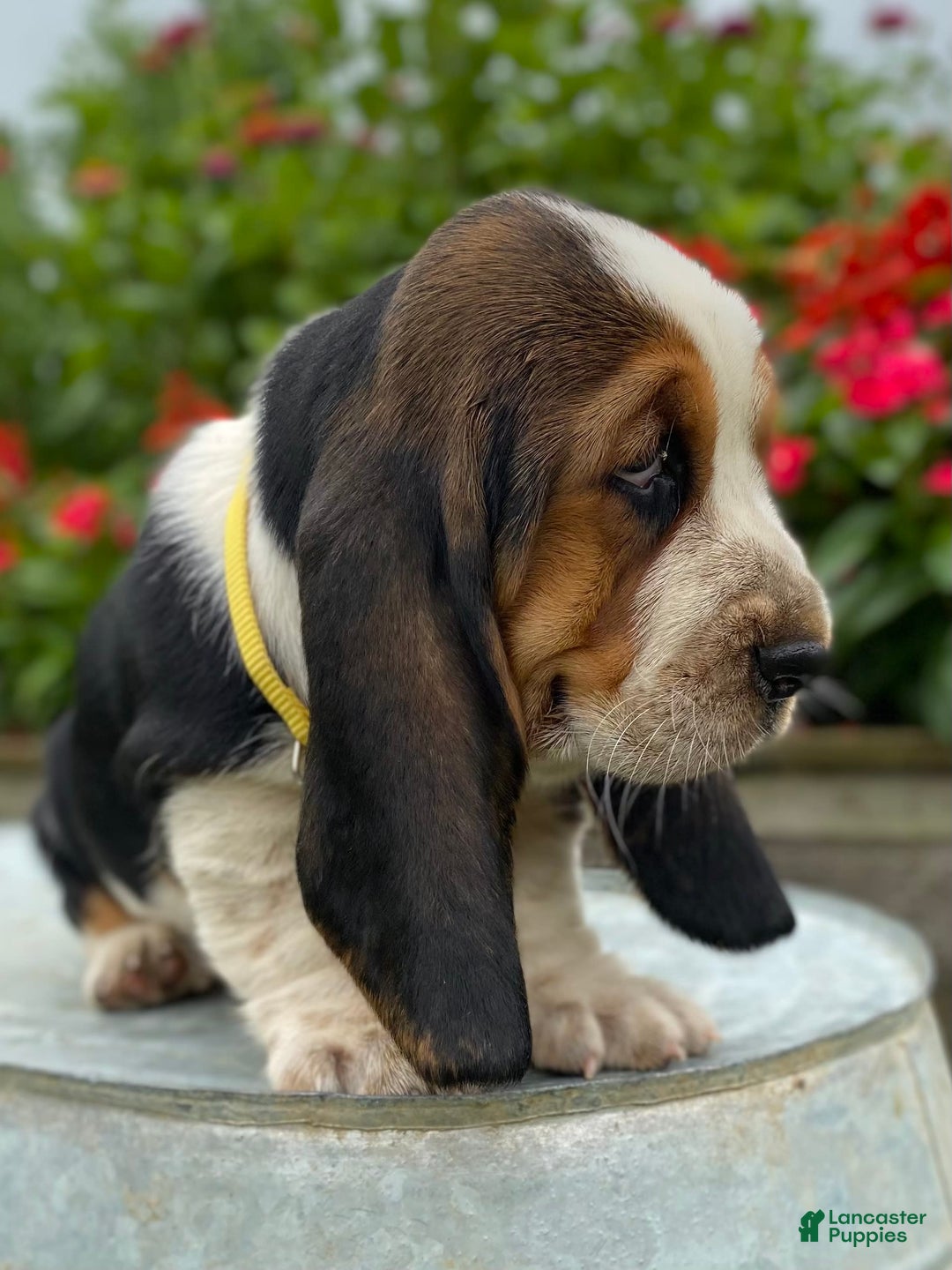 Basset Hound dogs for sale: Isabelle - Image 21