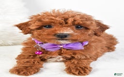Cavapoo dogs for sale: Glory - Image 11