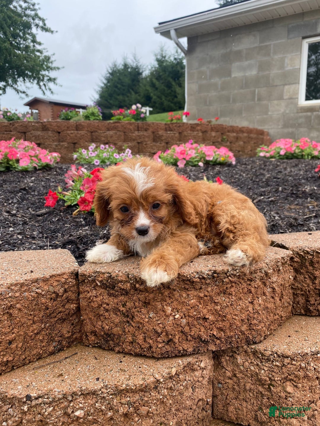 Cavapoo dogs for sale: Walter - Image 1