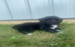 Mini Aussiedoodle dogs for sale: Rowdy - Image 11