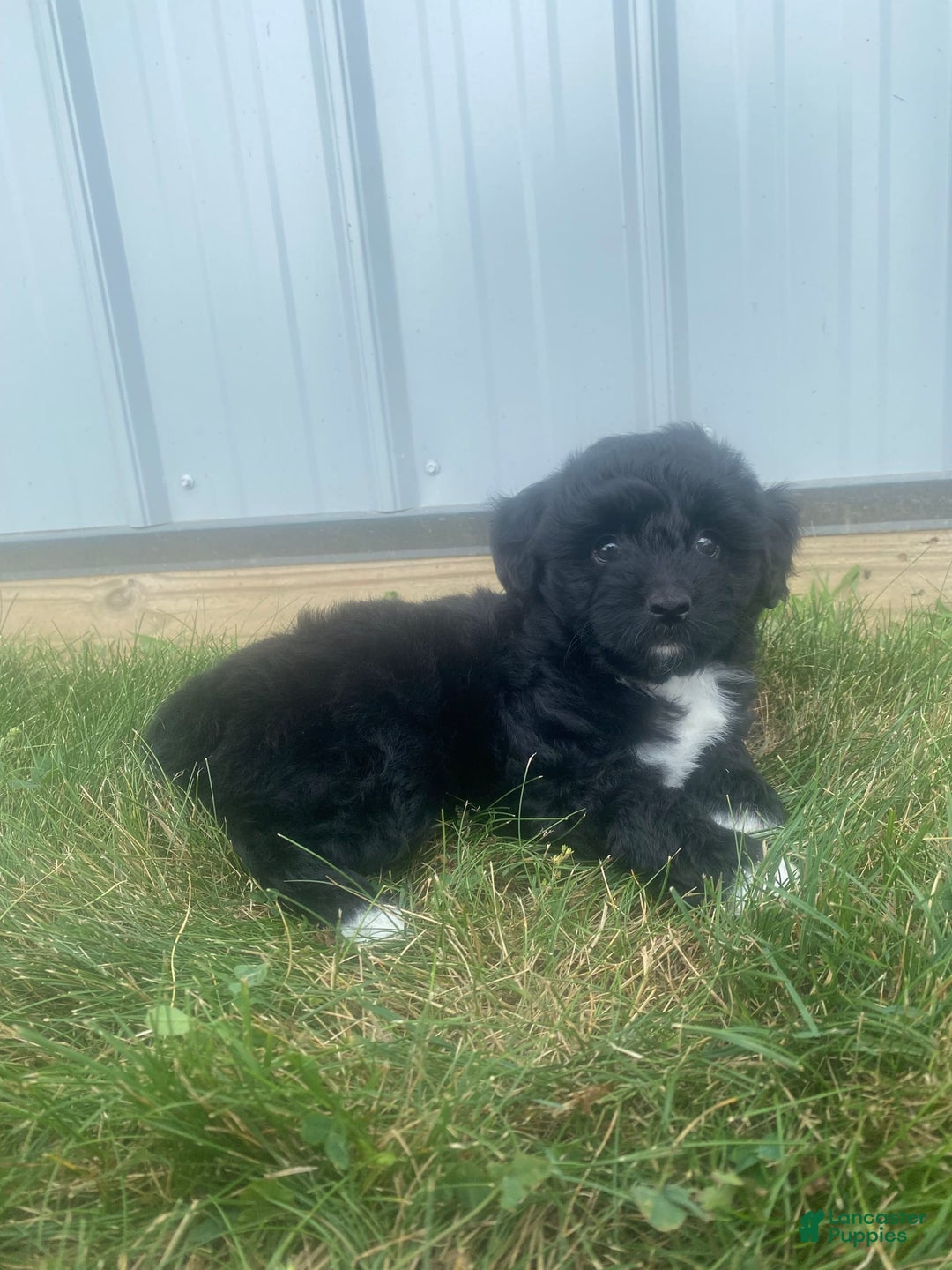 Mini Aussiedoodle dogs for sale: Rowdy - Image 11