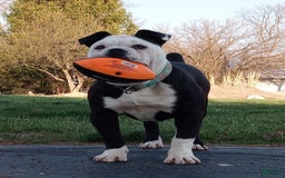Olde English Bulldogge dogs for sale: Rosie Mini Bulldogge - Image 25