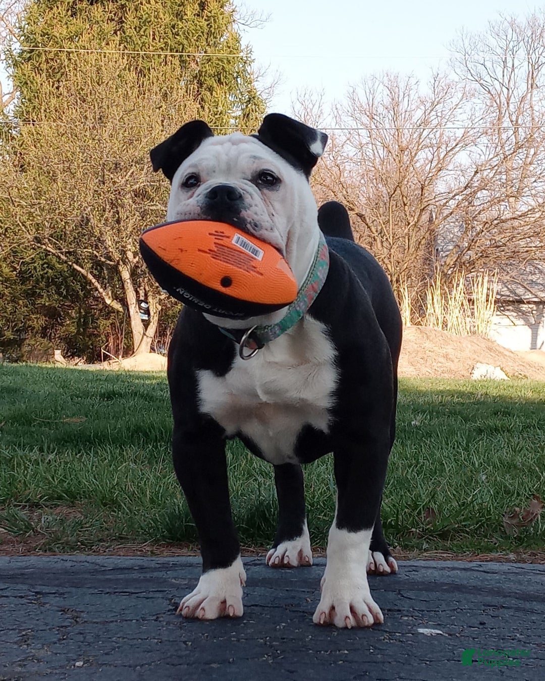 Olde English Bulldogge dogs for sale: Rosie Mini Bulldogge - Image 25