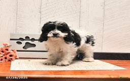 Cockapoo dogs for sale: Dolly - Image 3