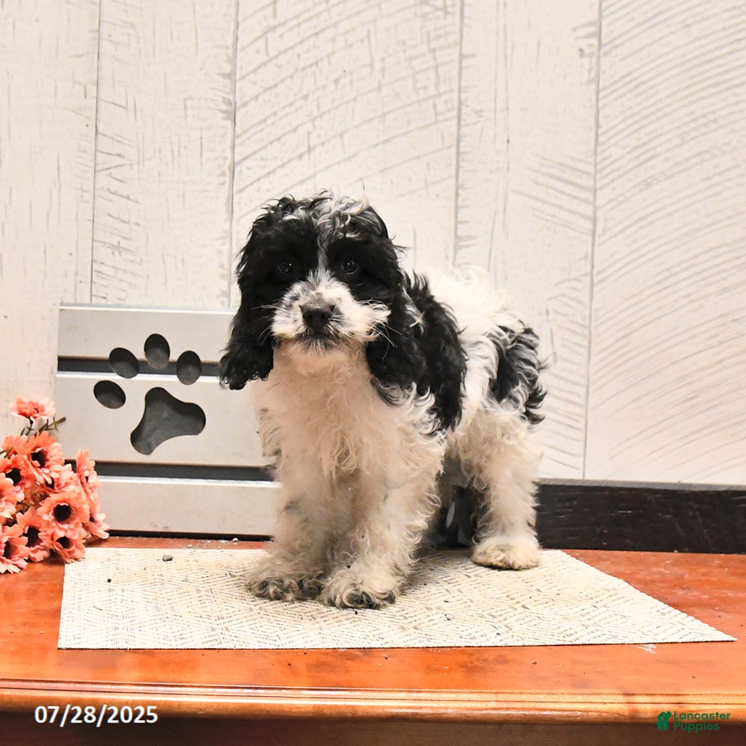 Cockapoo dogs for sale: Dolly - Image 3