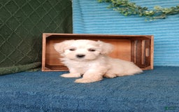 Havanese dogs for sale: Austin - Image 4