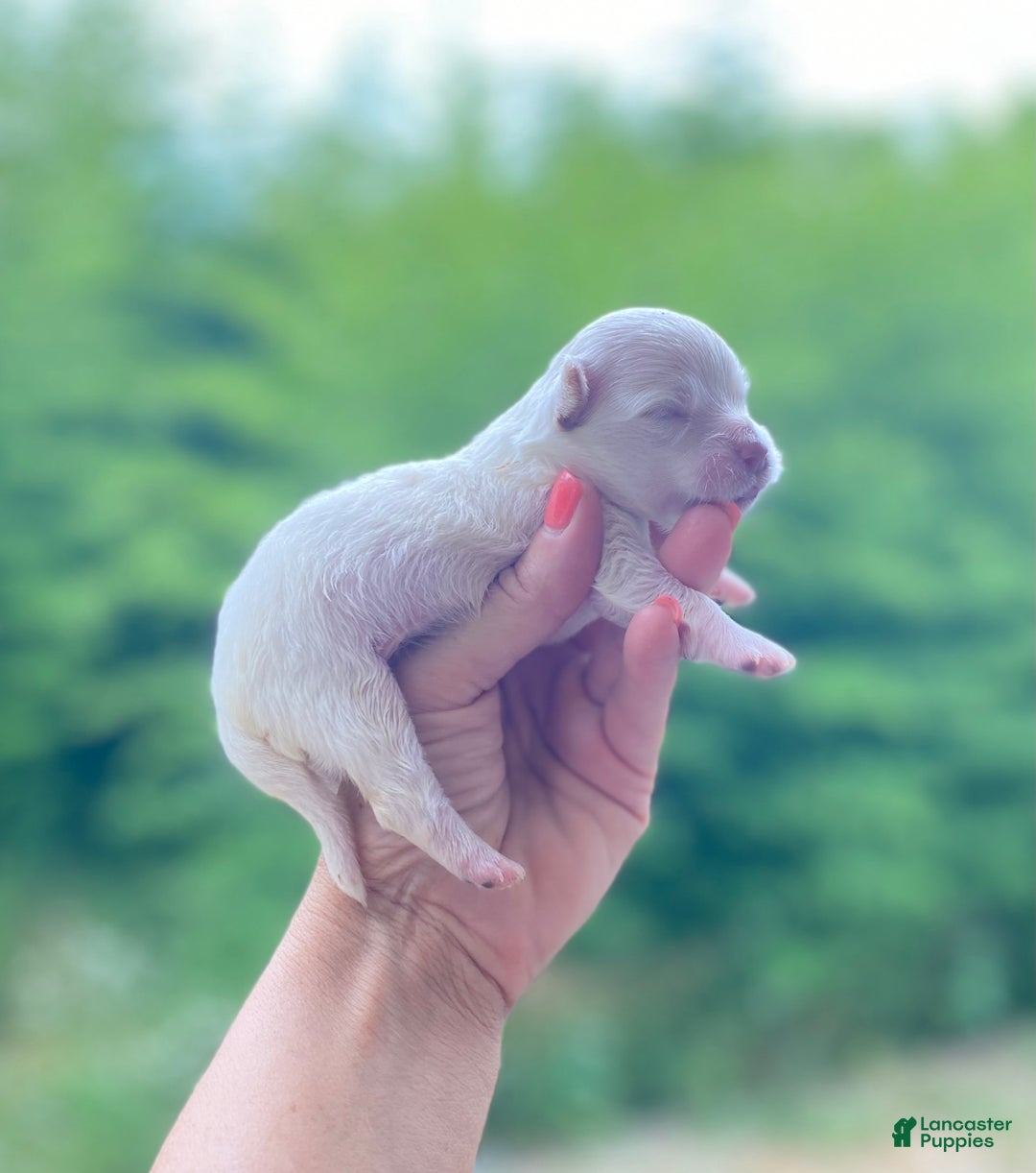 Maltipoo dogs for sale: Micah - Image 11