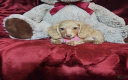 Miniature Dachshund dogs for sale: RAYA - Image 6