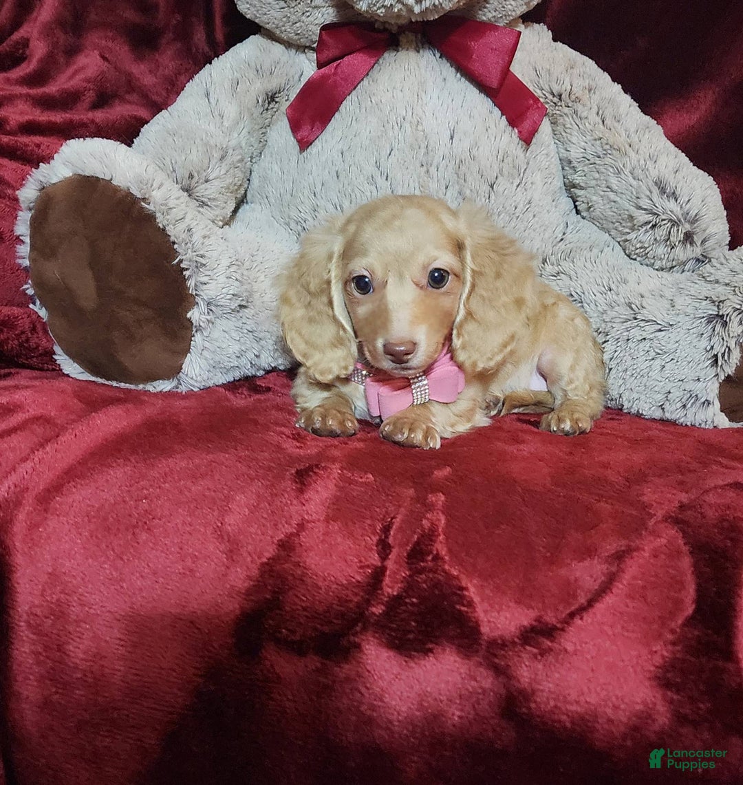 Miniature Dachshund dogs for sale: RAYA - Image 6