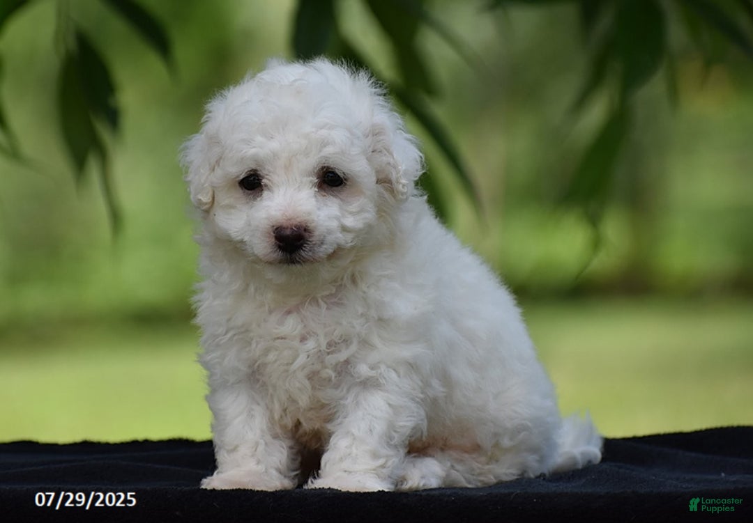 Bichon Frise dogs for sale: Jared - Image 3