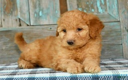 Mini Goldendoodle dogs for sale: Hallie - Image 5