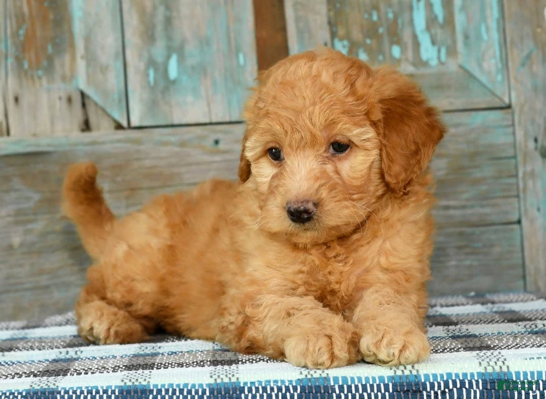 Mini Goldendoodle dogs for sale: Hallie - Image 5