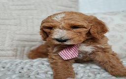 Goldendoodle dogs for sale: Humphrey - Image 3