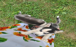 Siberian Husky dogs for sale: Mary - Image 16