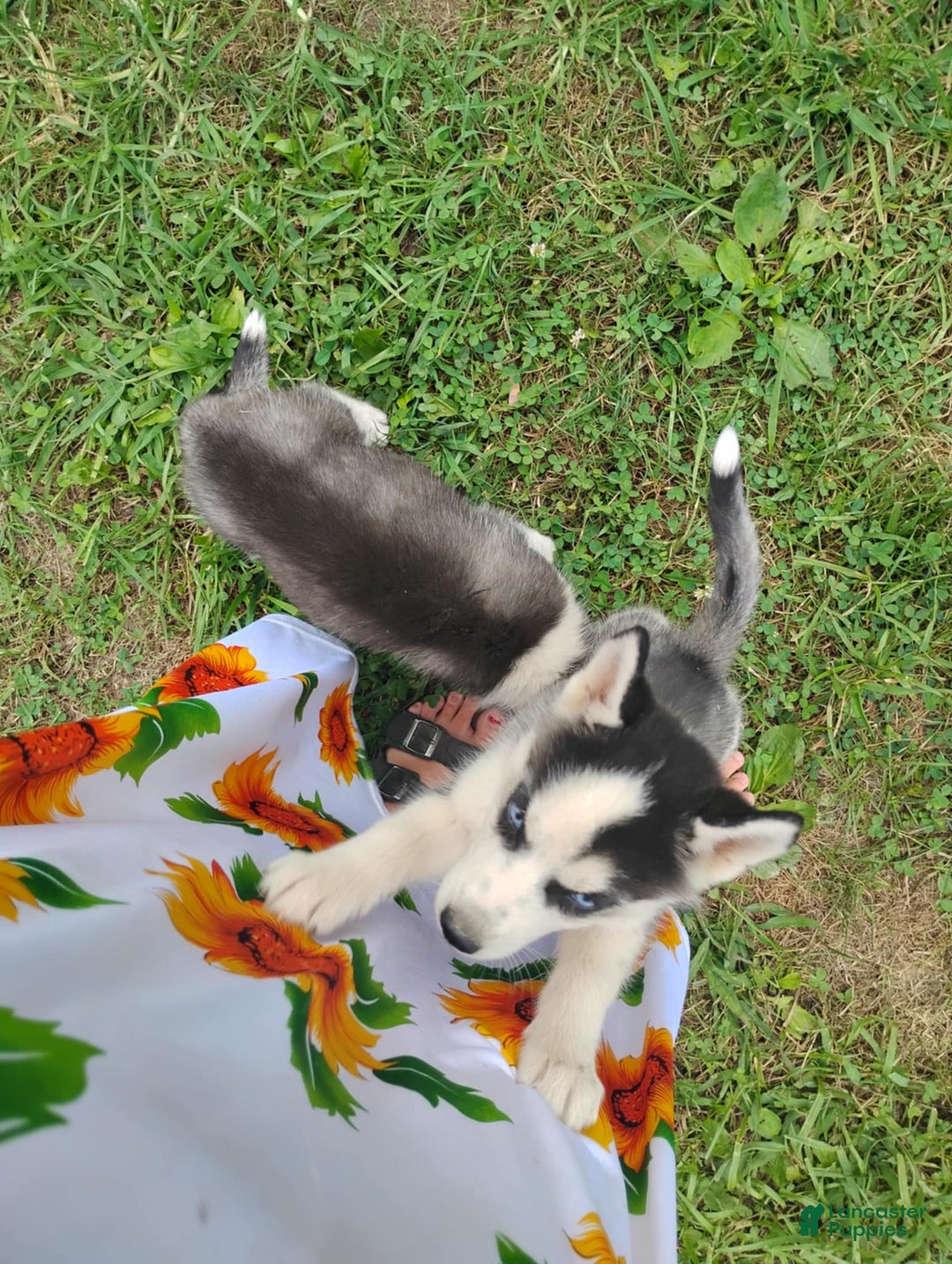 Siberian Husky dogs for sale: Mary - Image 16