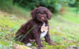 Goldendoodle dogs for sale: Baylor - Image 5
