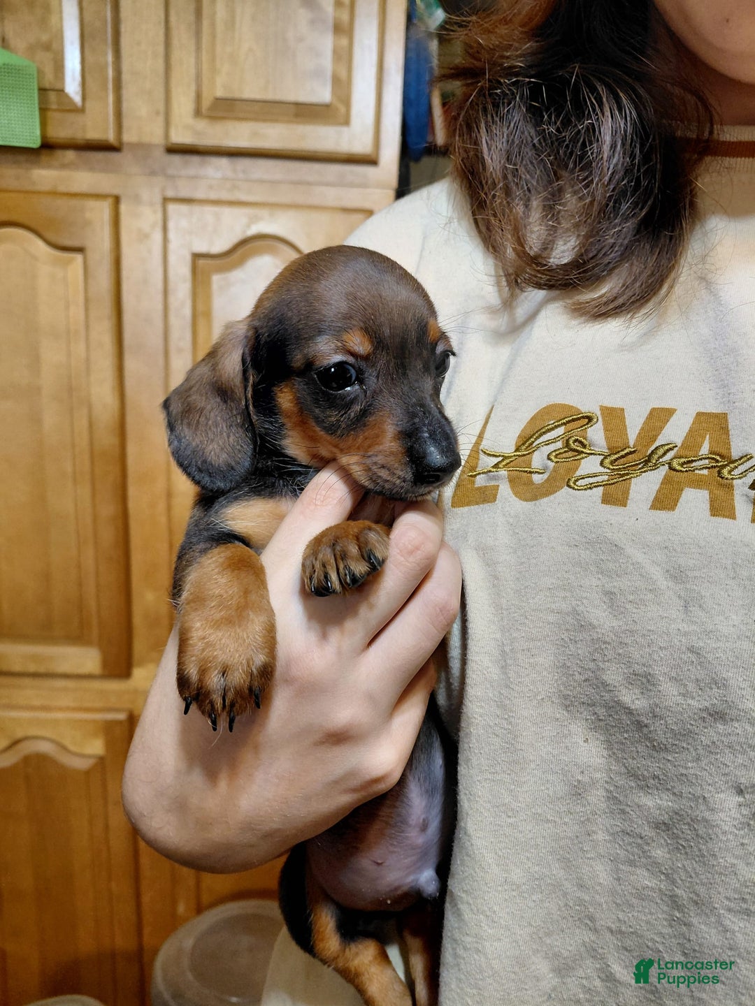 Miniature Dachshund dogs for sale: Romeo - Image 2