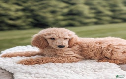 Standard Poodle dogs for sale: Champ-moyen Poodle - Image 2