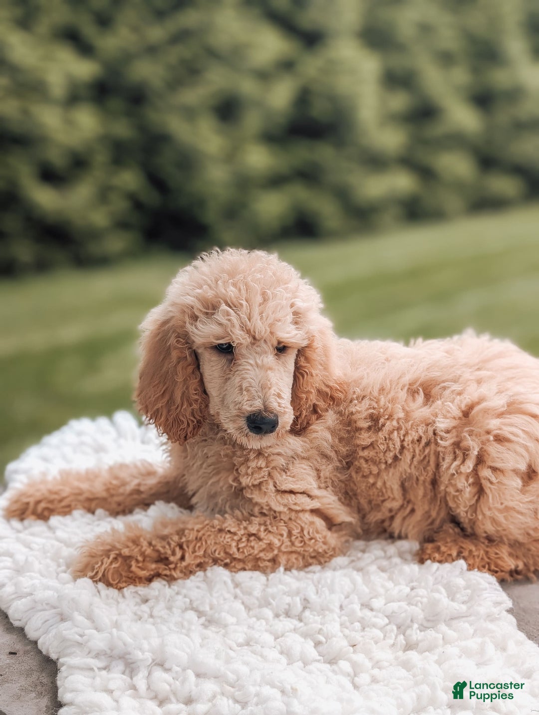Standard Poodle dogs for sale: Champ-moyen Poodle - Image 2