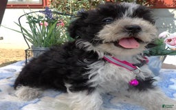 Aussiedoodle dogs for sale: Marcy - Image 2