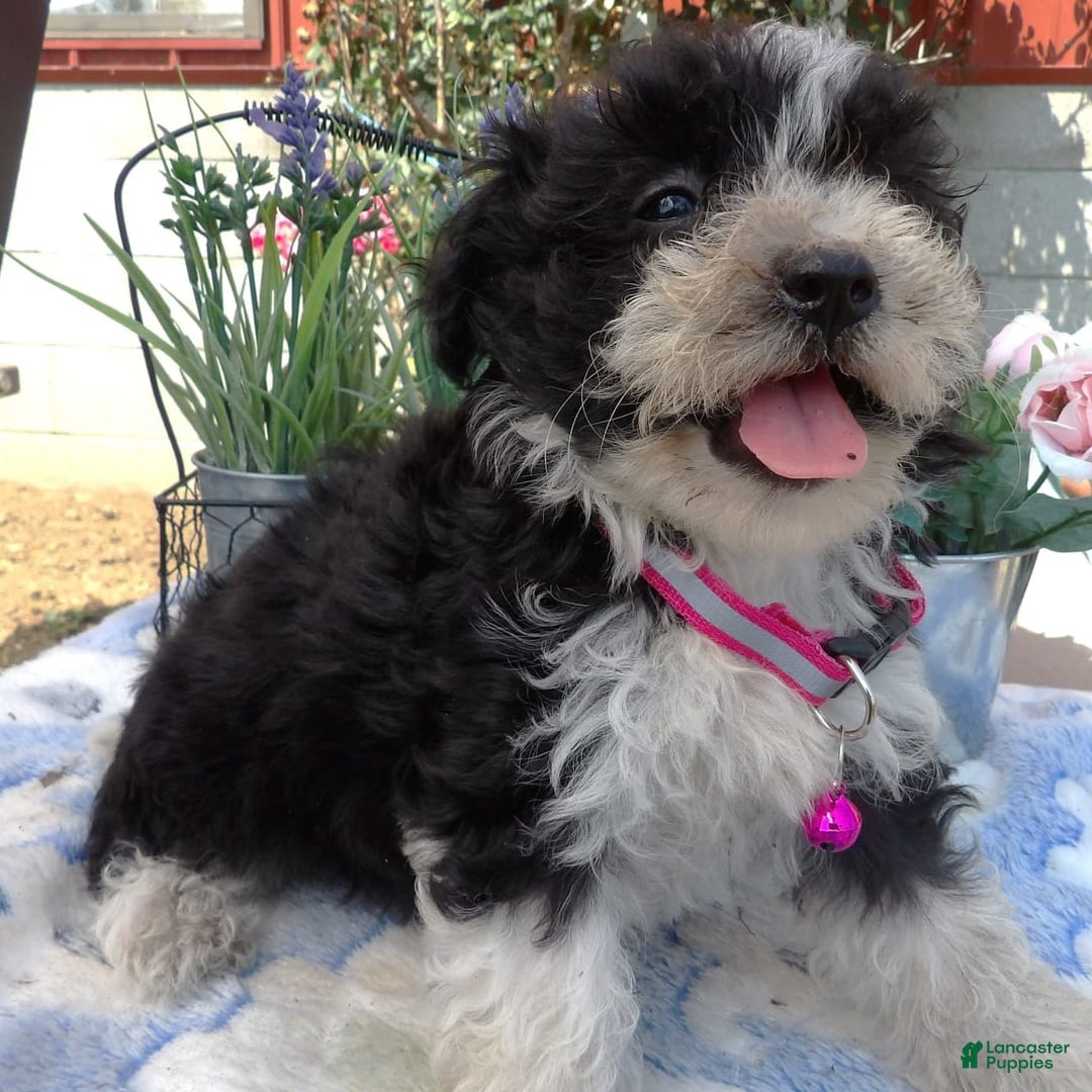 Aussiedoodle dogs for sale: Marcy - Image 2