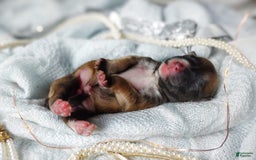 Morkie dogs for sale: Rare Gold Flame - Image 13
