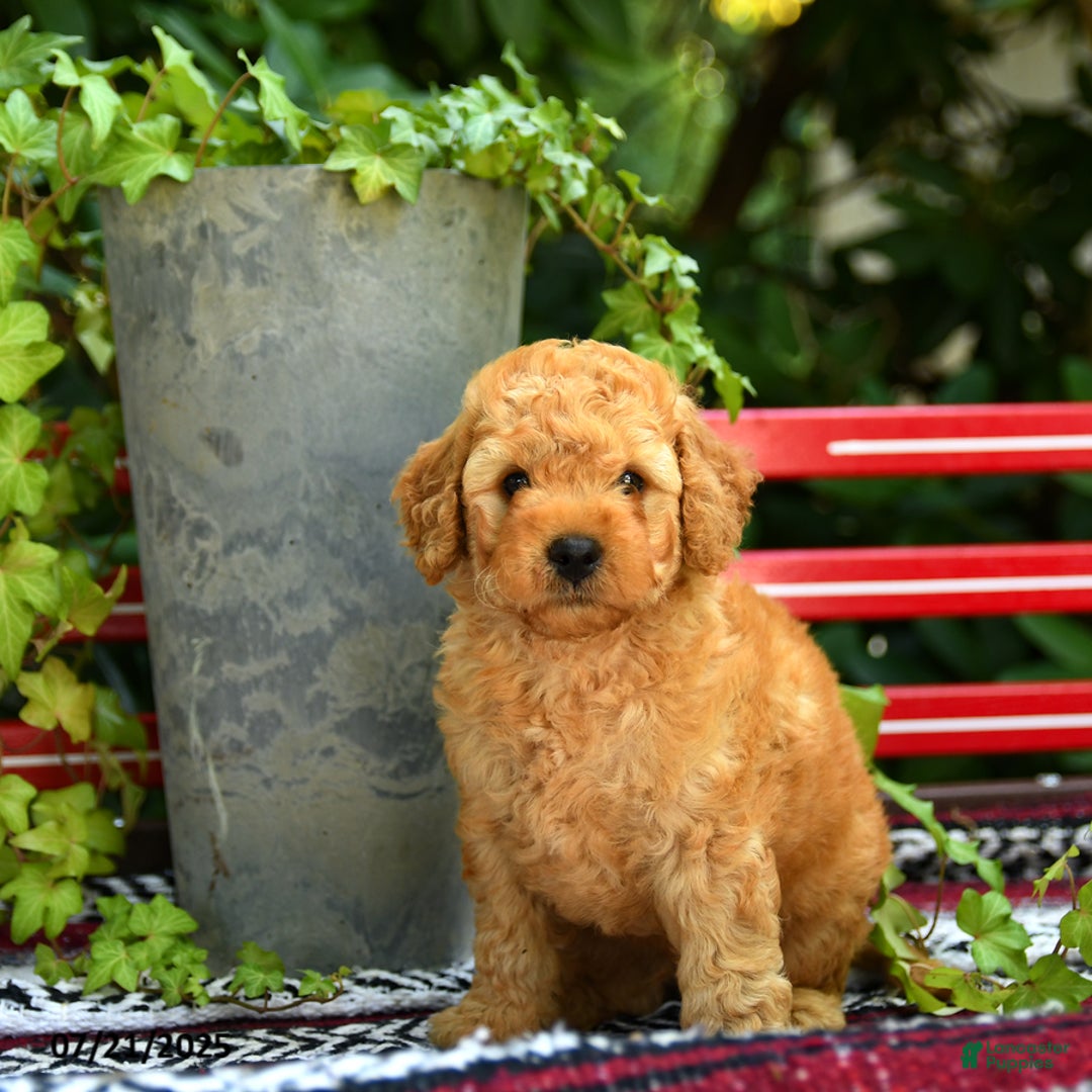 Mini Goldendoodle dogs for sale: Champ - Image 2