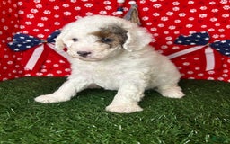 Miniature Poodle dogs for sale: Rowdy - Image 3
