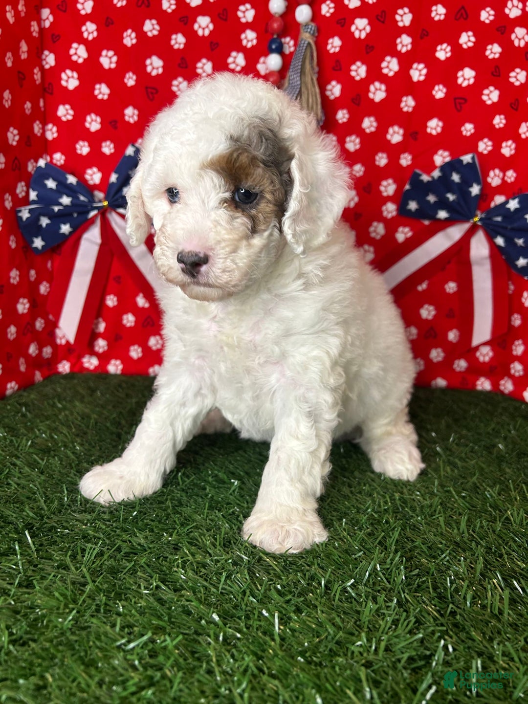 Miniature Poodle dogs for sale: Rowdy - Image 3