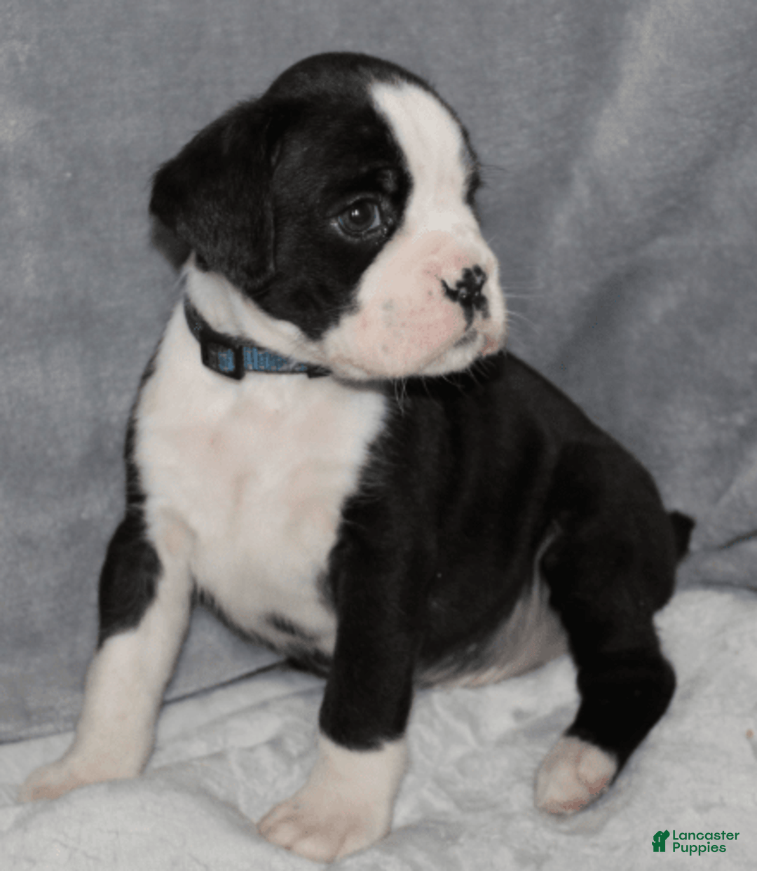 Boxer dogs for sale: Blue Collar Male - Image 3