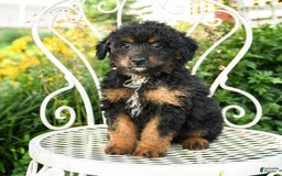 Mini Aussiedoodle dogs for sale: Miles - Image 1
