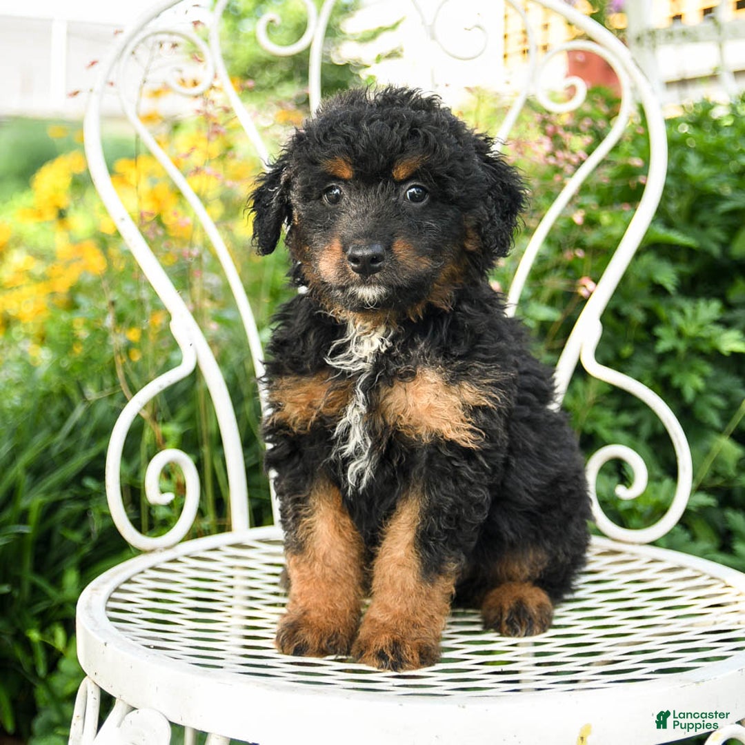 Mini Aussiedoodle dogs for sale: Miles - Image 1