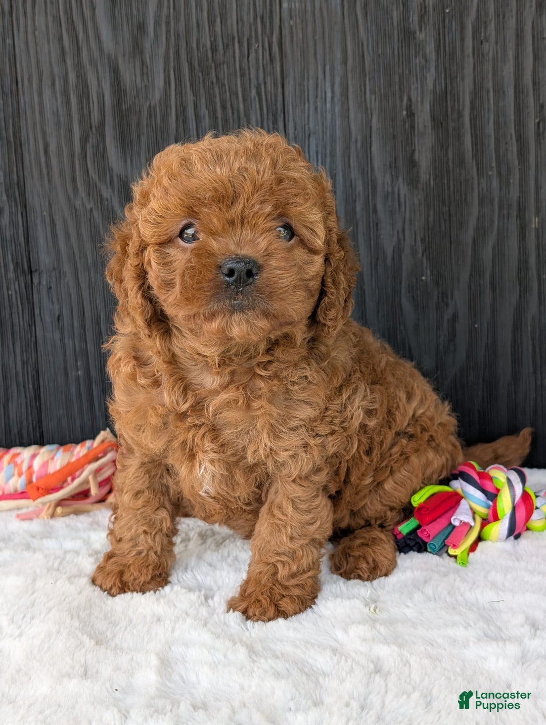 Cavapoo dogs for sale: Ginger - Image 3