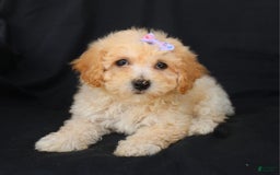 Bichpoo dogs for sale: Grace - Image 3