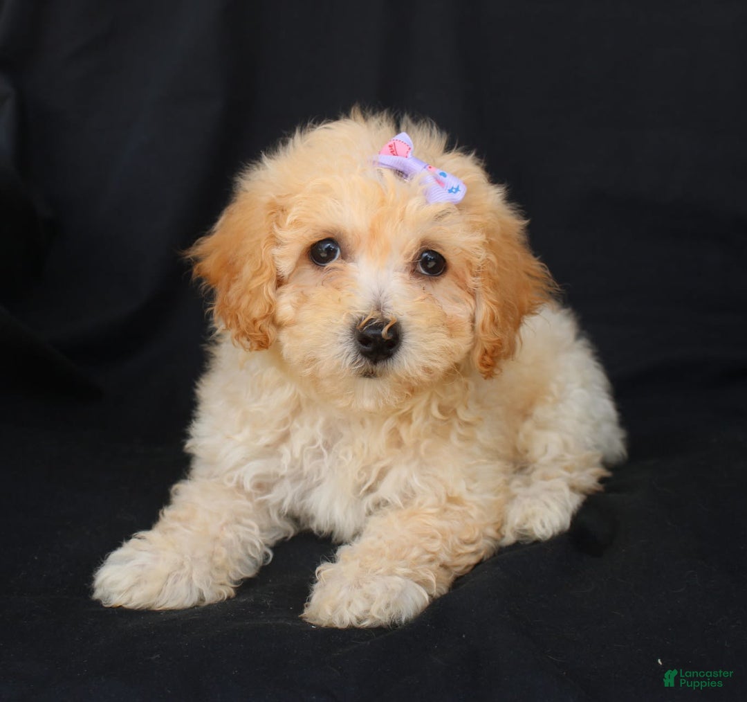 Bichpoo dogs for sale: Grace - Image 3