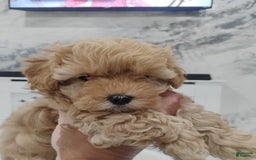 Maltipoo dogs for sale: Orion - Image 6